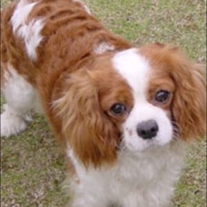 Meet your Posher, Ariana